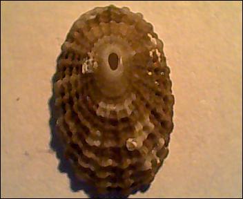 Diodora graeca juvenile?